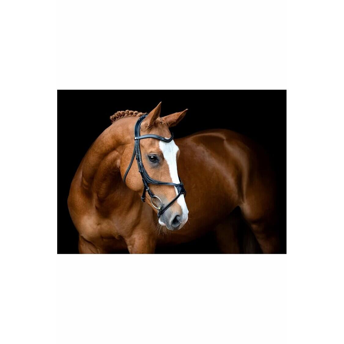 Veganistisch leren hoofdstellen Montar Lyon Fig 8 Jumping ECO 3/4