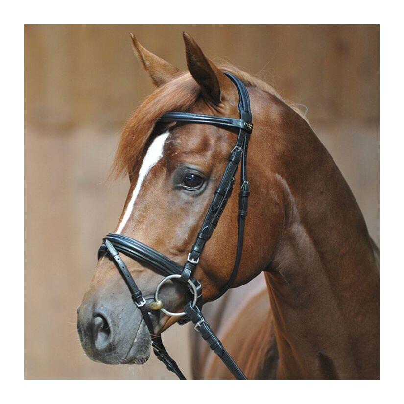 Riding bridles Kavalkade Ravenna