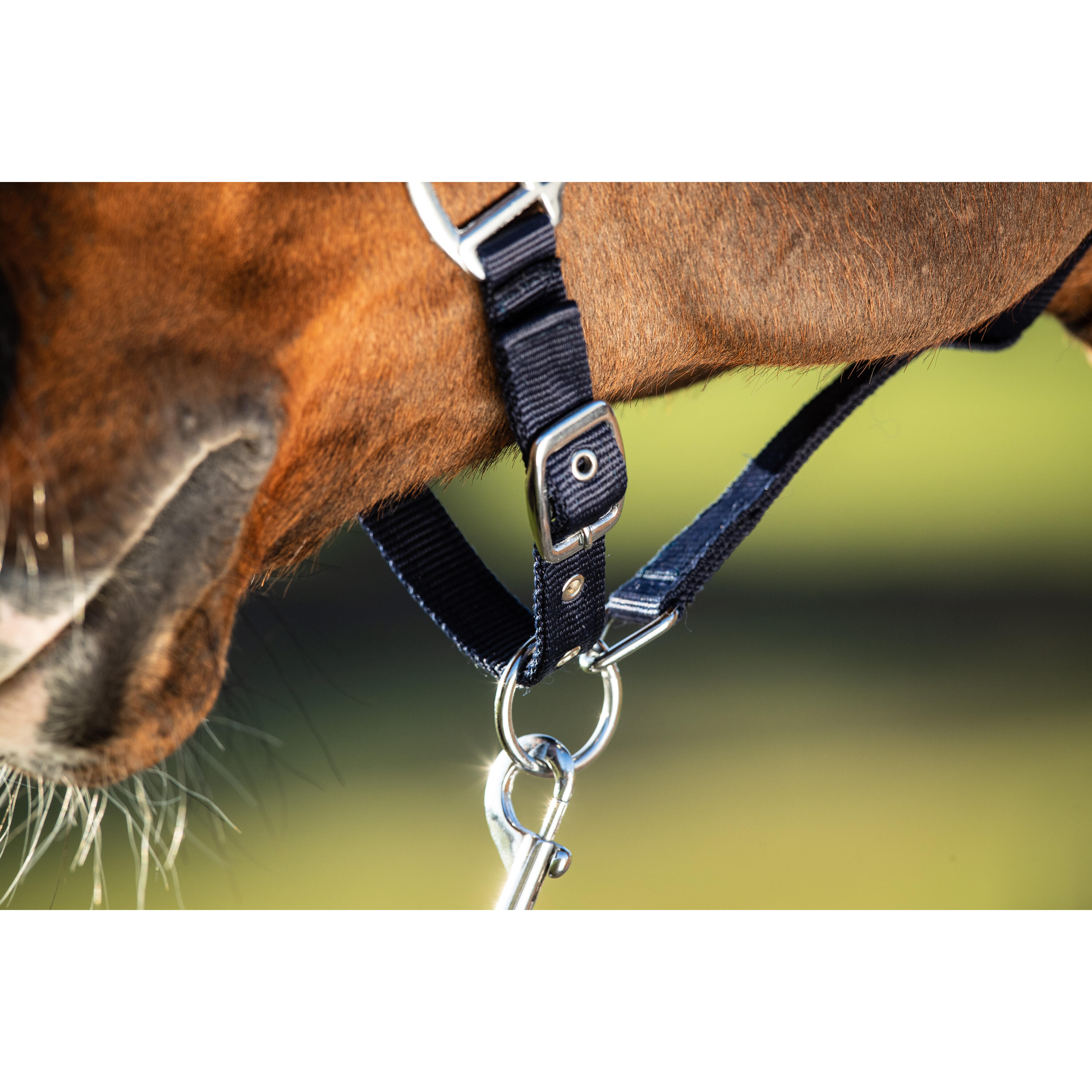 Licol pour cheval HFI First 2/2