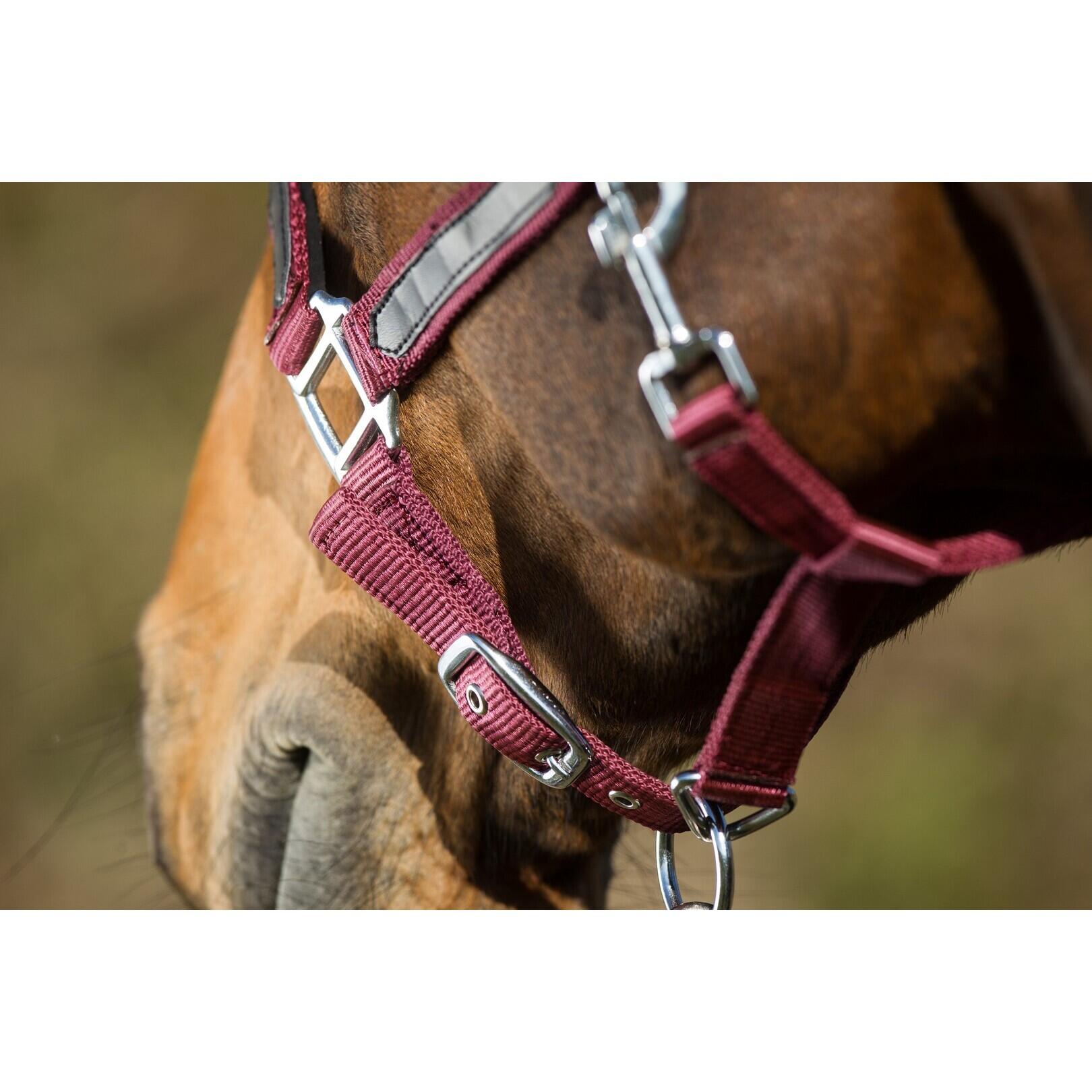 Licol pour cheval HFI First 2/2
