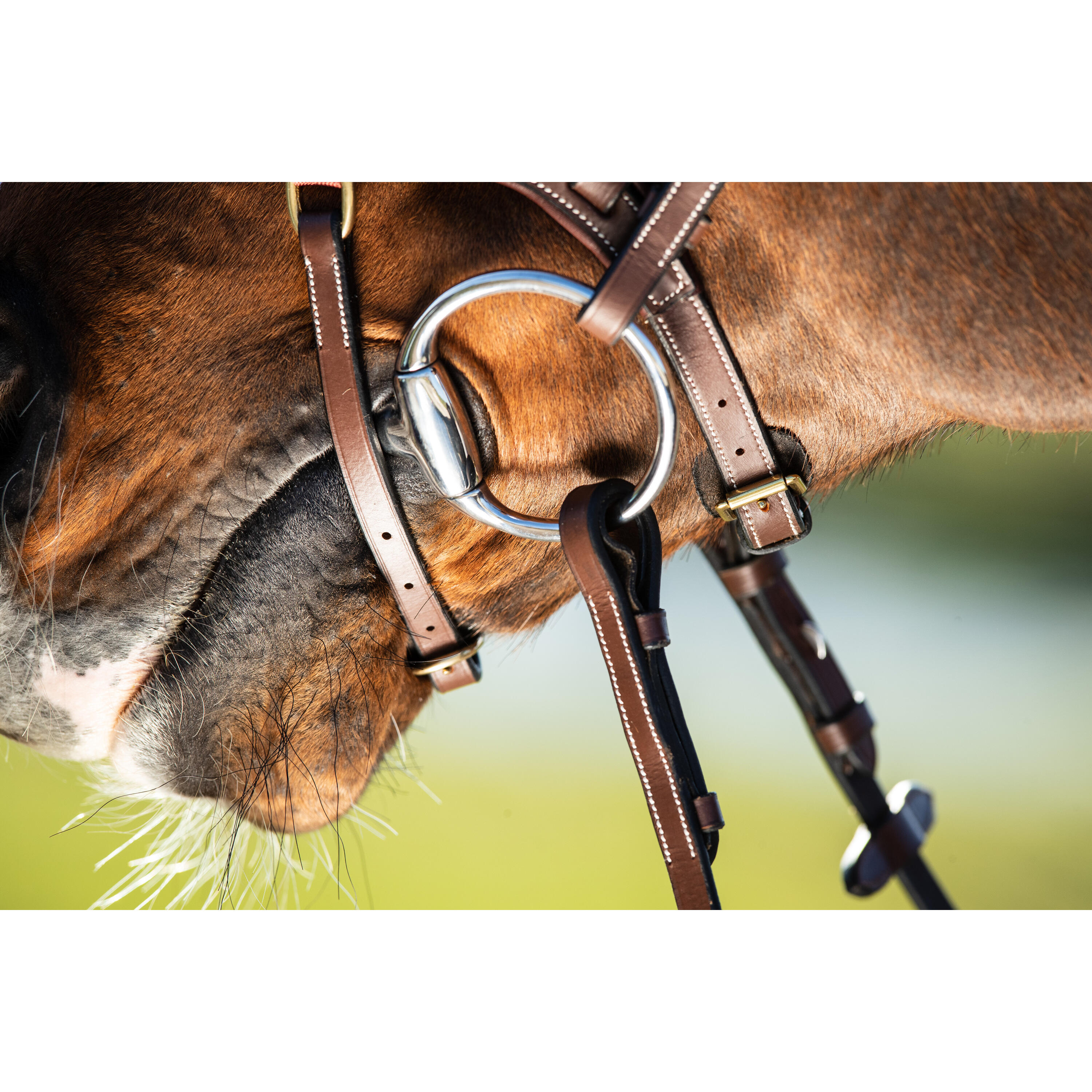 Bridas de equitación HFI Techno 7/7