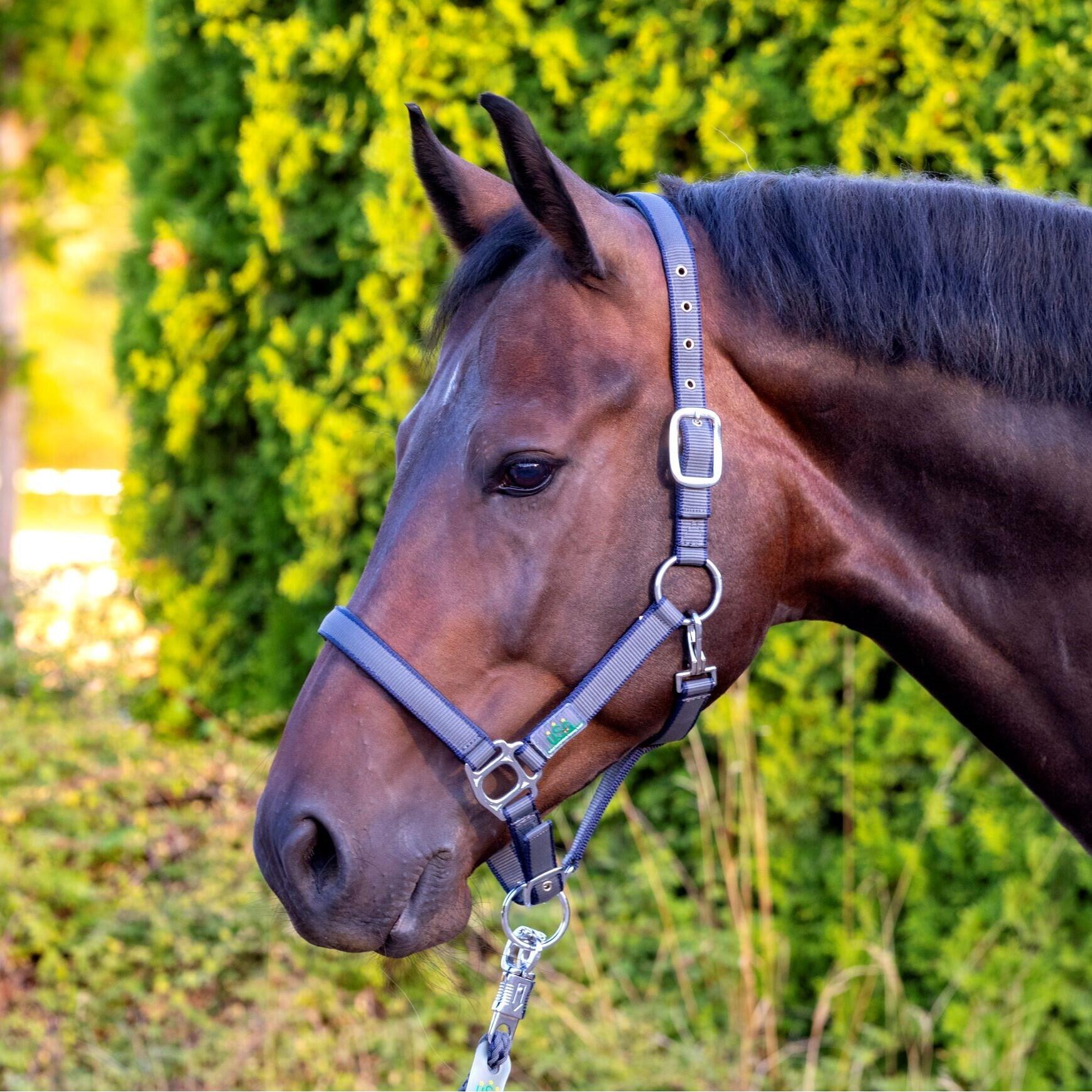 Licol rembourré pour cheval USG Everyday 2/2