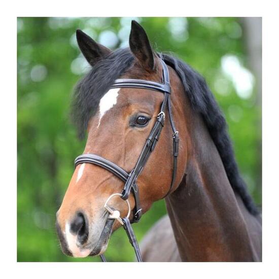 Bridons équitation Kavalkade Akila Hunter