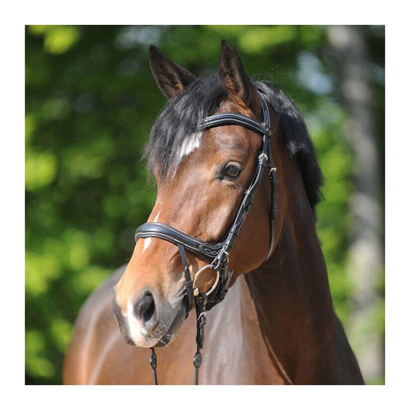 Riding bridles Kavalkade Ivy Plus