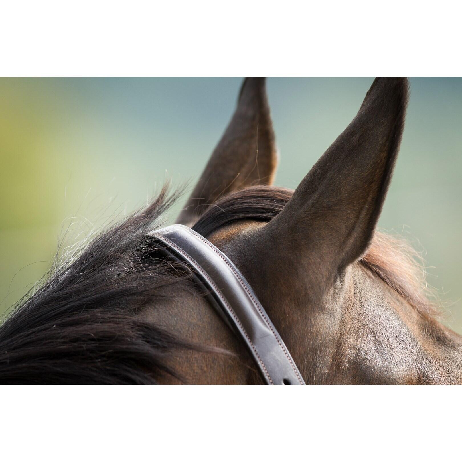Cabestro de cuero forrado para caballos HFI Raised 2/2