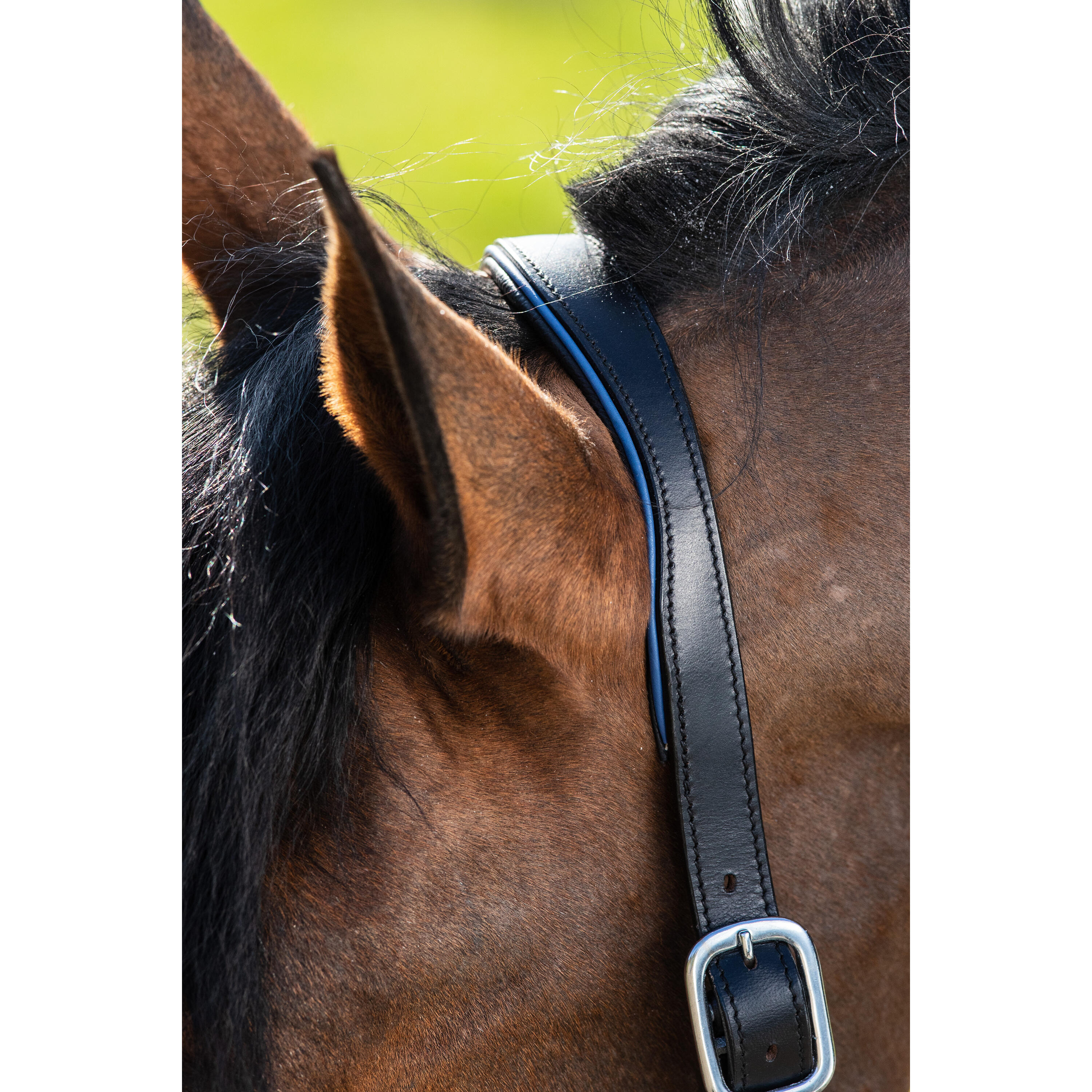 Lederen halster voor paarden HFI Two-Tone 2/2