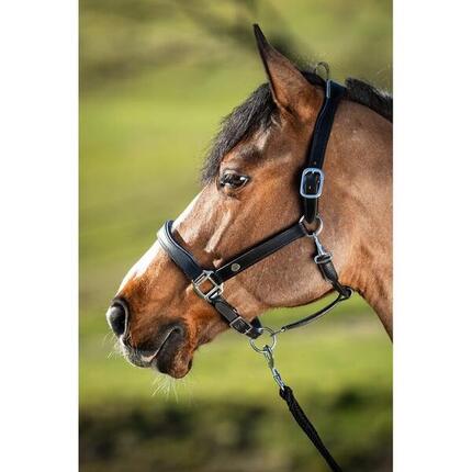 Licol en cuir pour cheval HFI Two-Tone