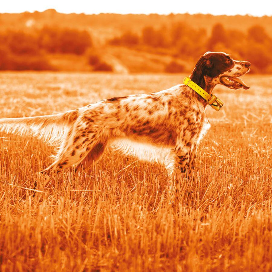 Midland Beeper One GPS C1583 – GPS-lokalisatiesysteem voor honden 7/7