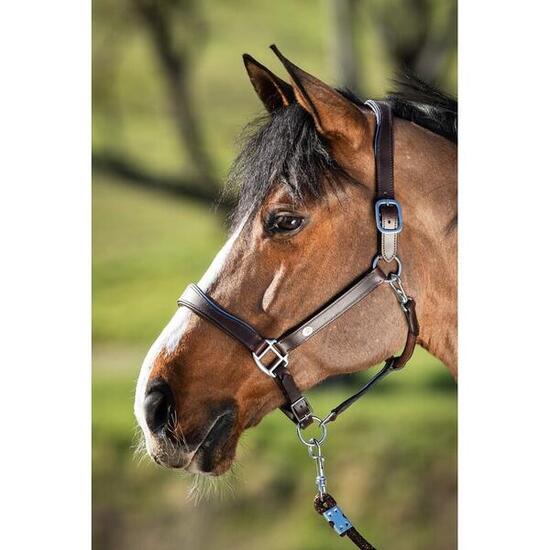 Licol en cuir pour cheval HFI Two-Tone