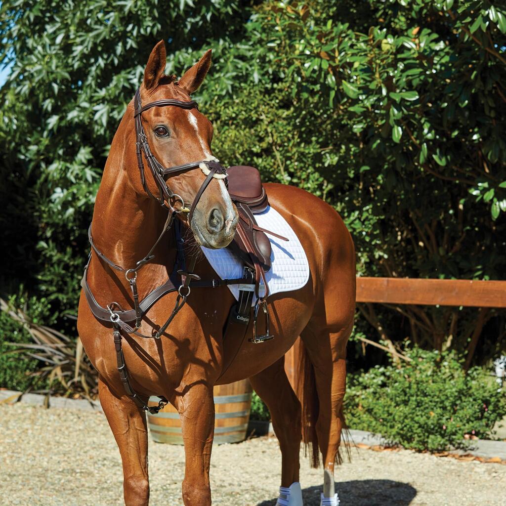 Riding bridles for dolphins Weatherbeeta Collegiate Comfitec