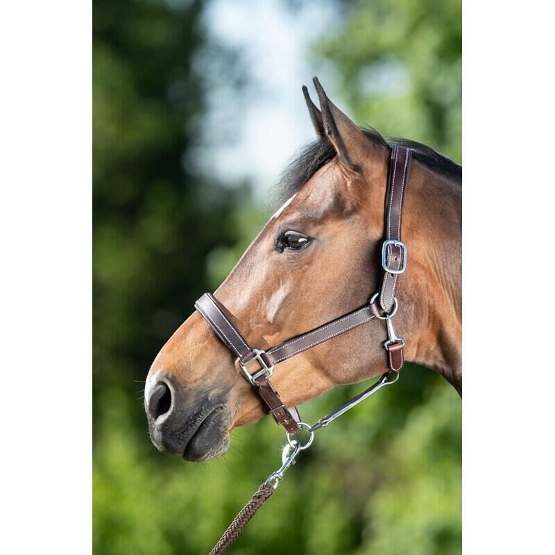 Halter for horse HFI Flat