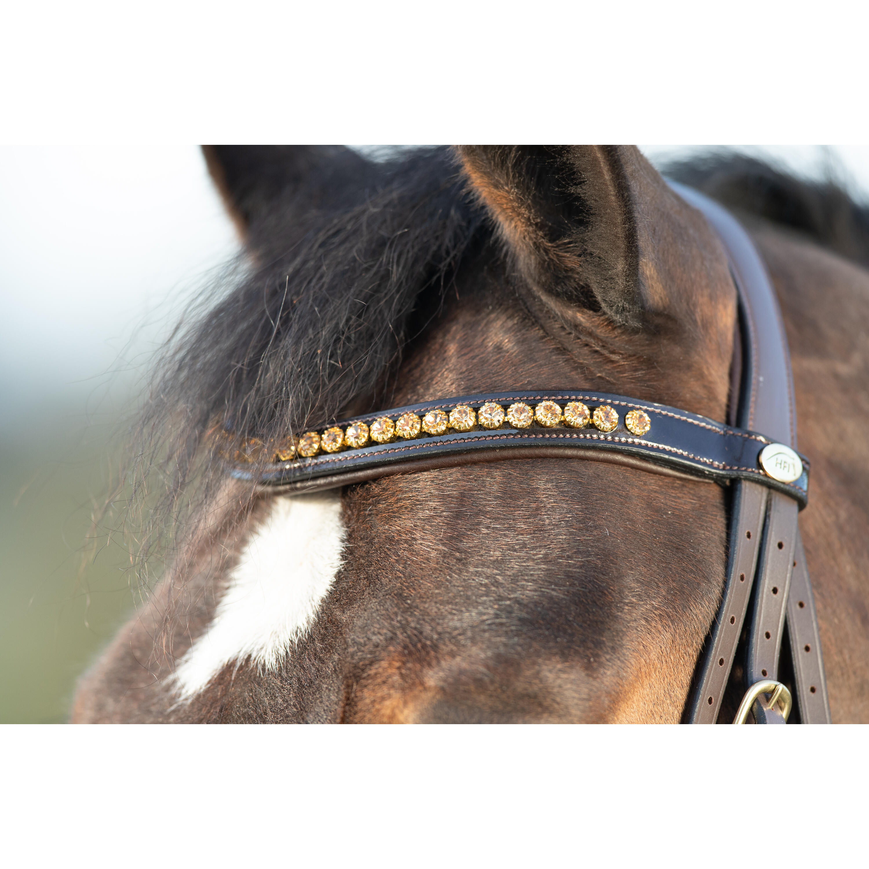 Bridas de equitación HFI Shiny 3/5