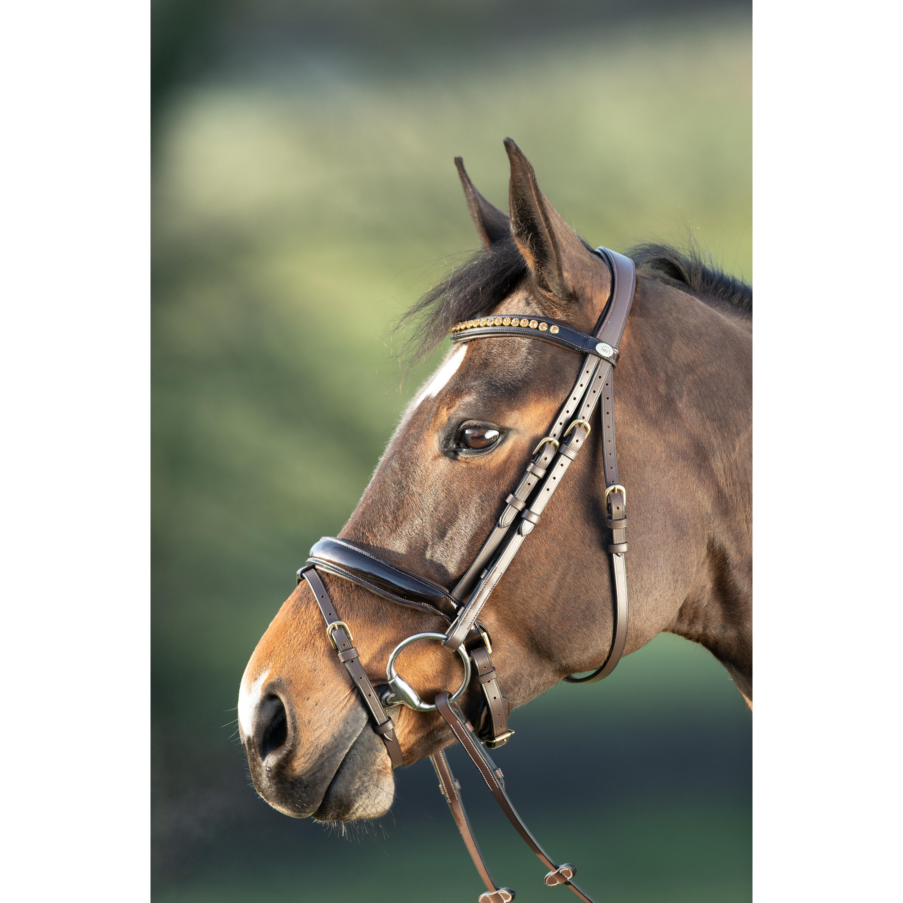 Bridas de equitación HFI Shiny 2/5