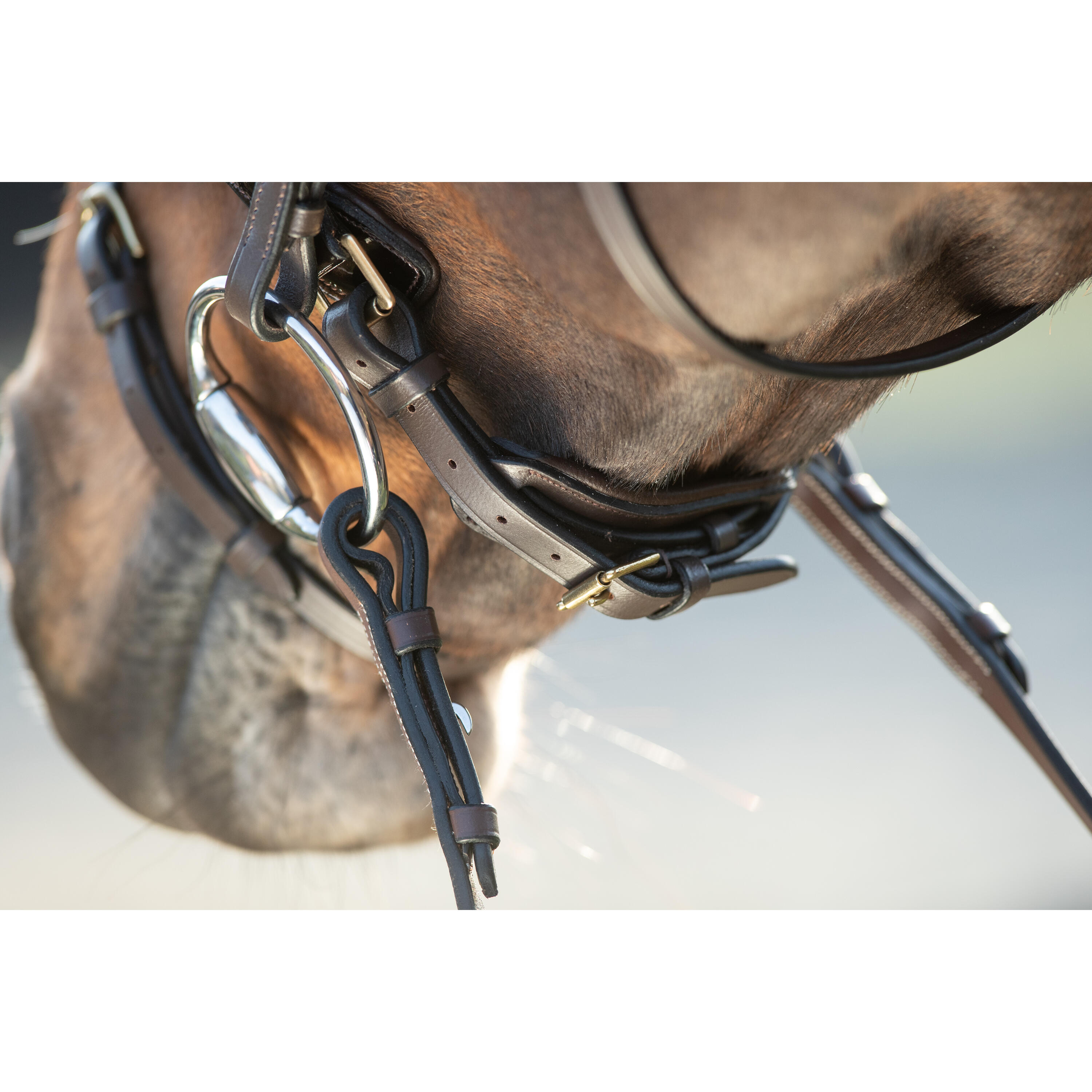Bridas de equitación HFI Shiny 5/5