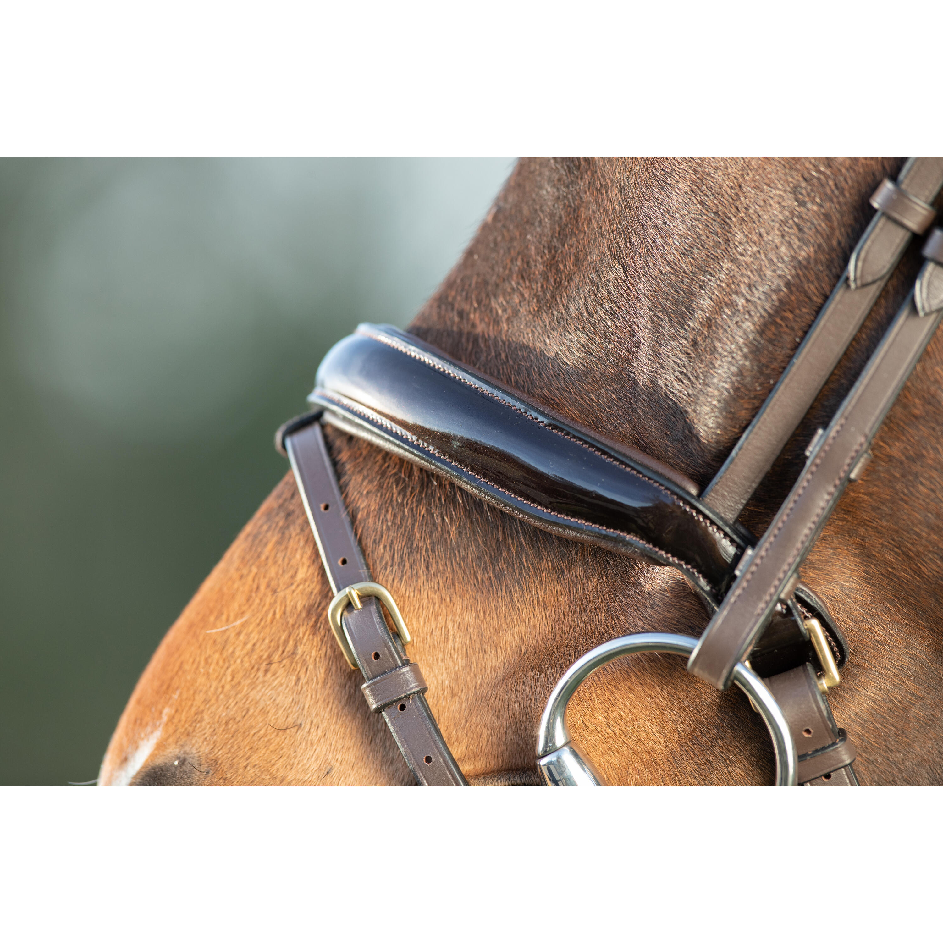 Bridas de equitación HFI Shiny 4/5