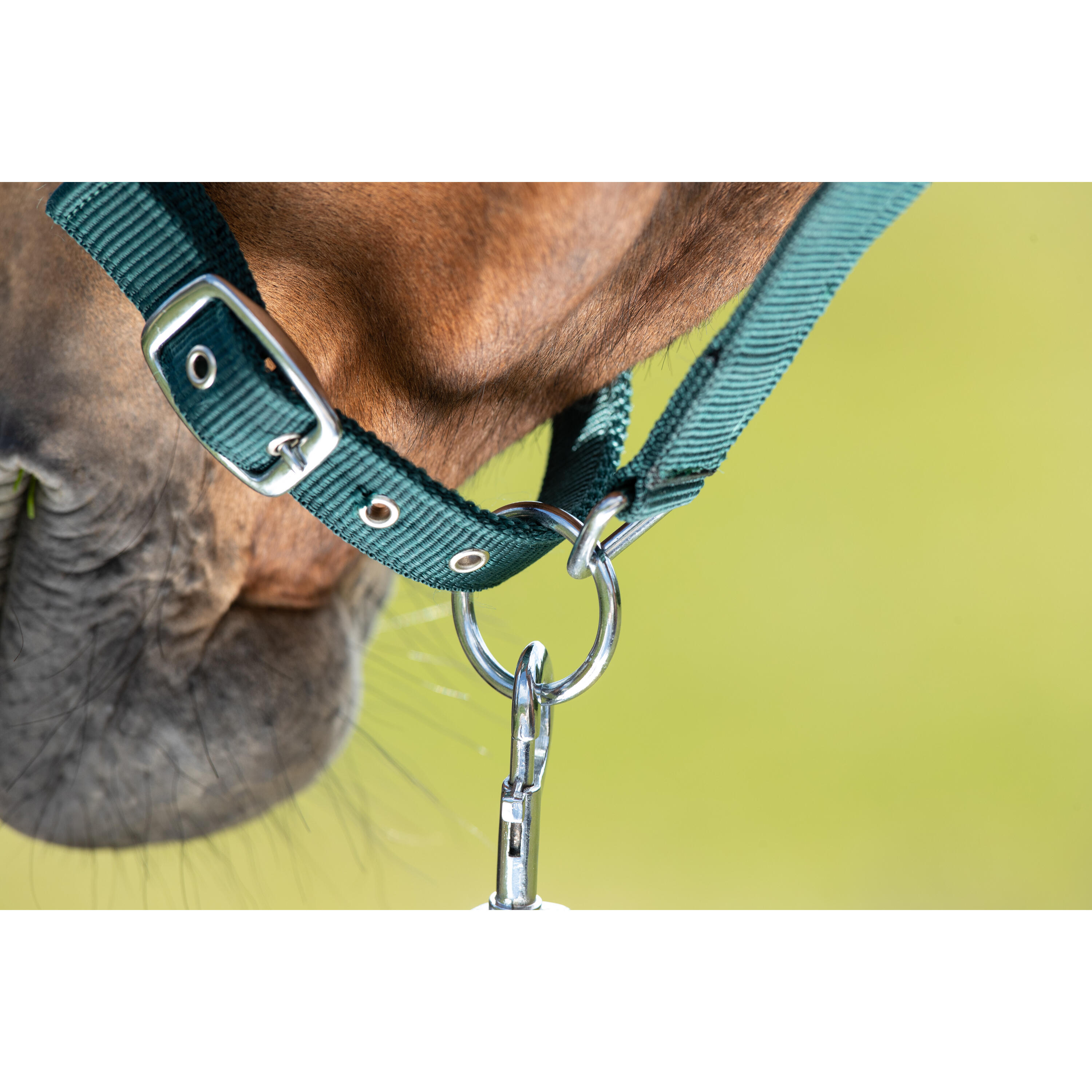 Licol pour cheval HFI First 2/2