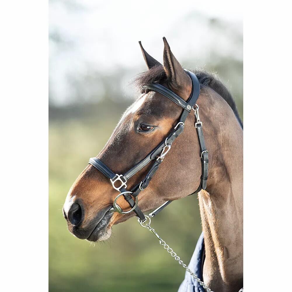 Riding bridles HFI Combo