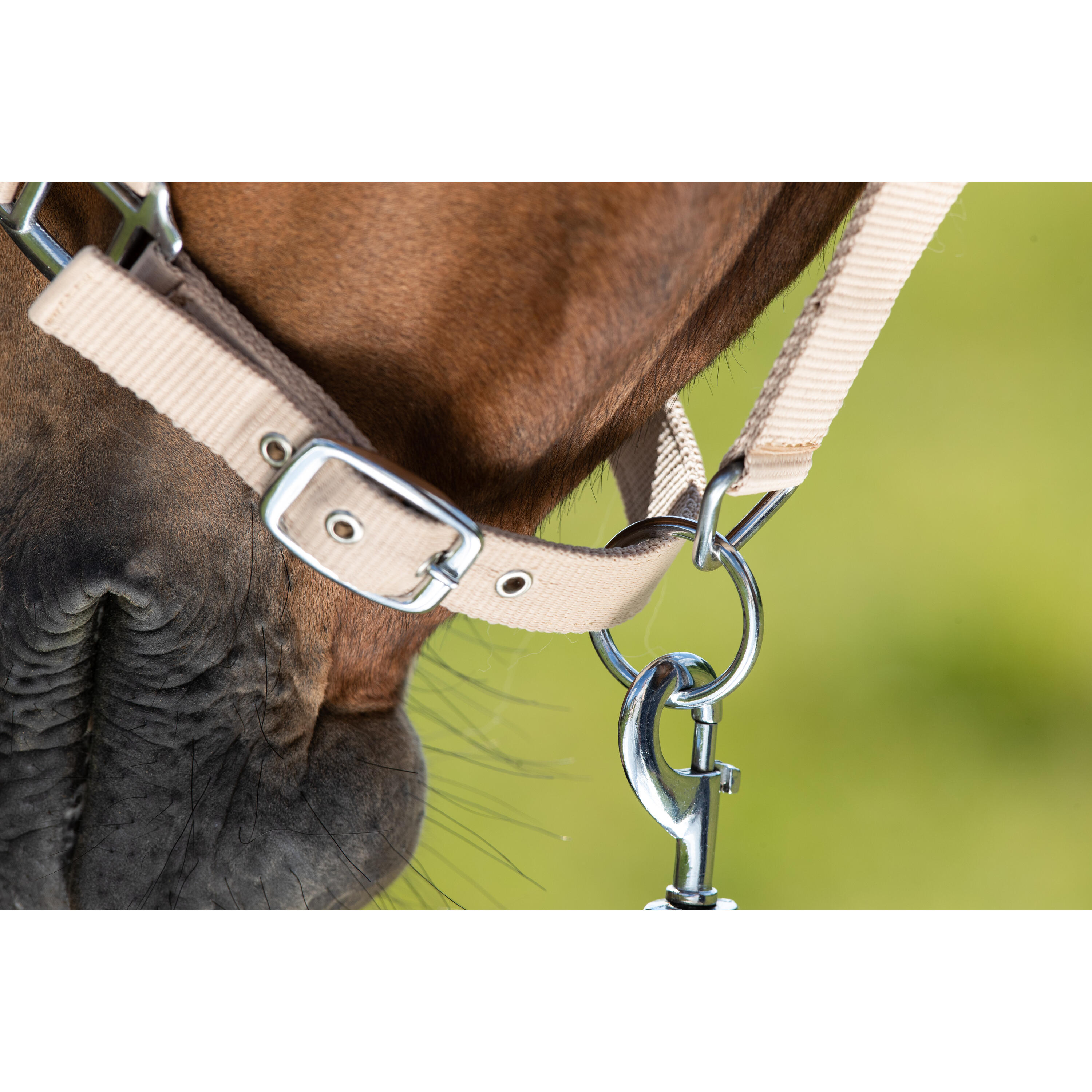 Licol pour cheval HFI First 2/2