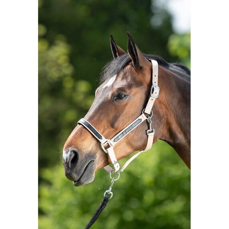 Halter for horse HFI First