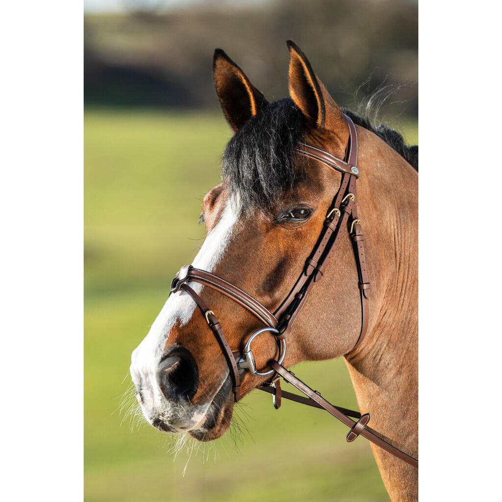 Anatomical riding bridle HFI Anatomic