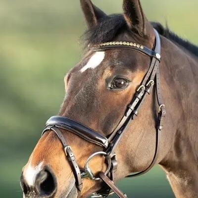 Riding bridles HFI Shiny