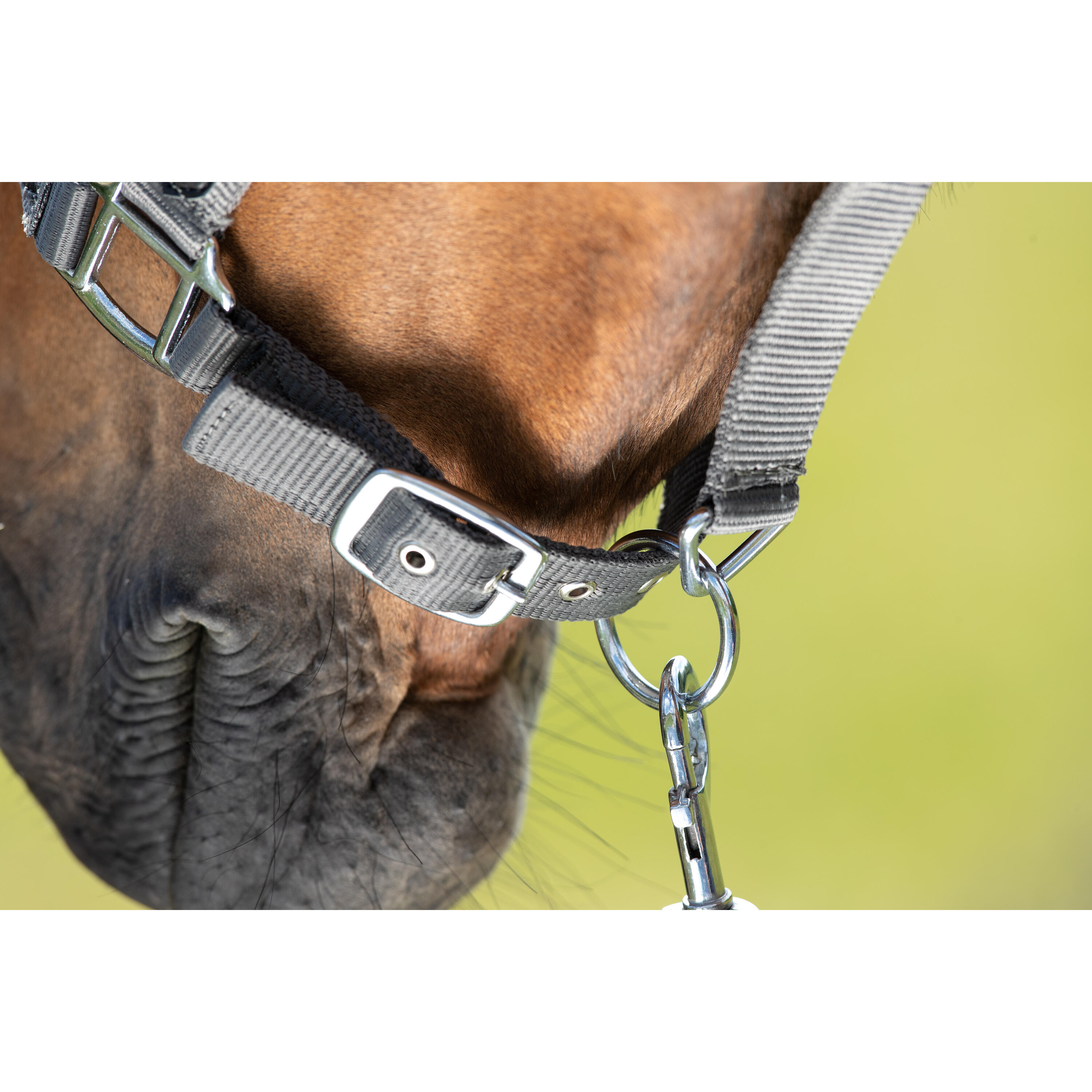 Halter for horse HFI First 2/2