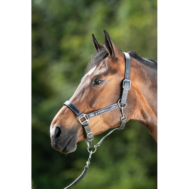 Halter for horse HFI First