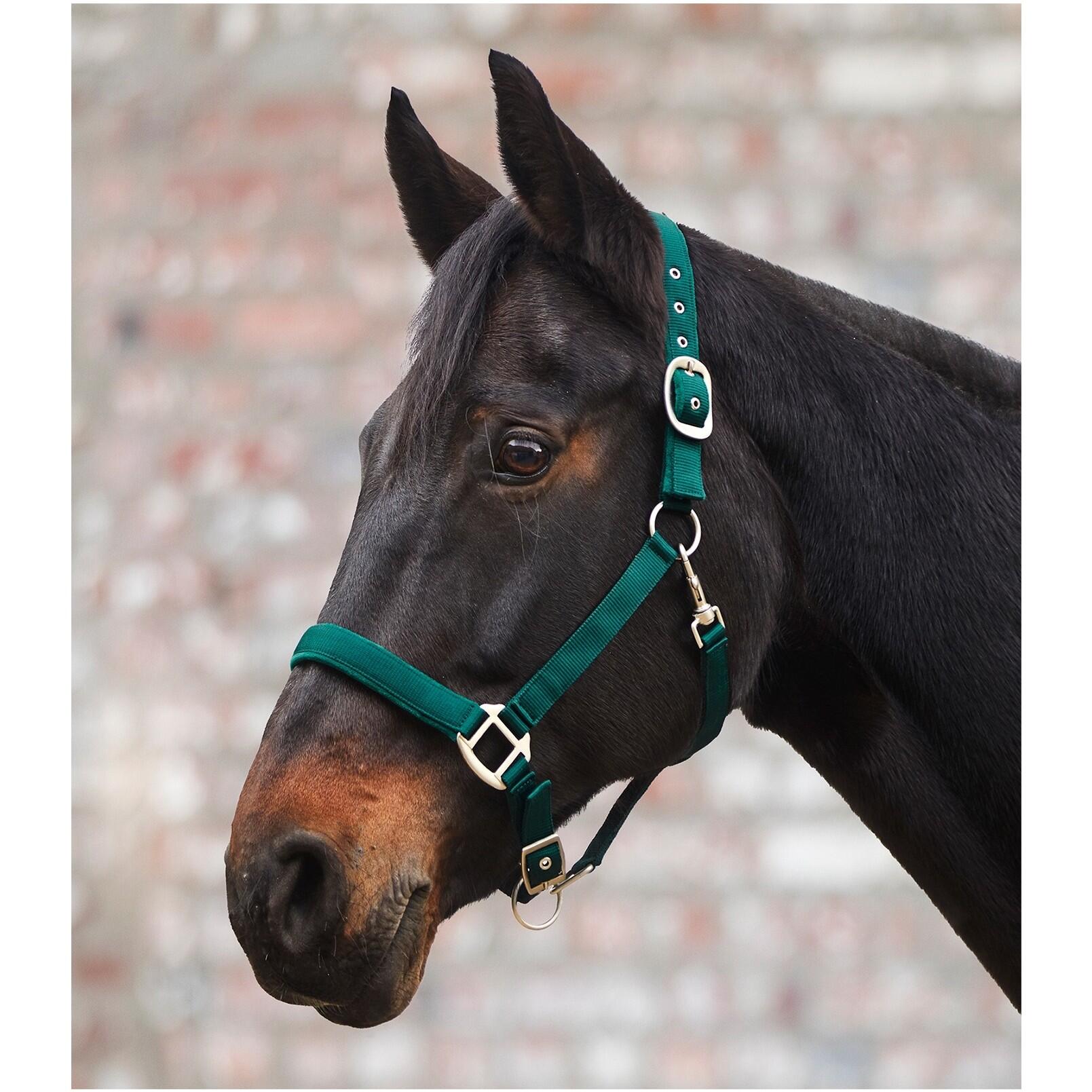 Waldhausen - Licol Pour Shetland Satin Waldhausen - Licol - Vert - Sht - Decathlon