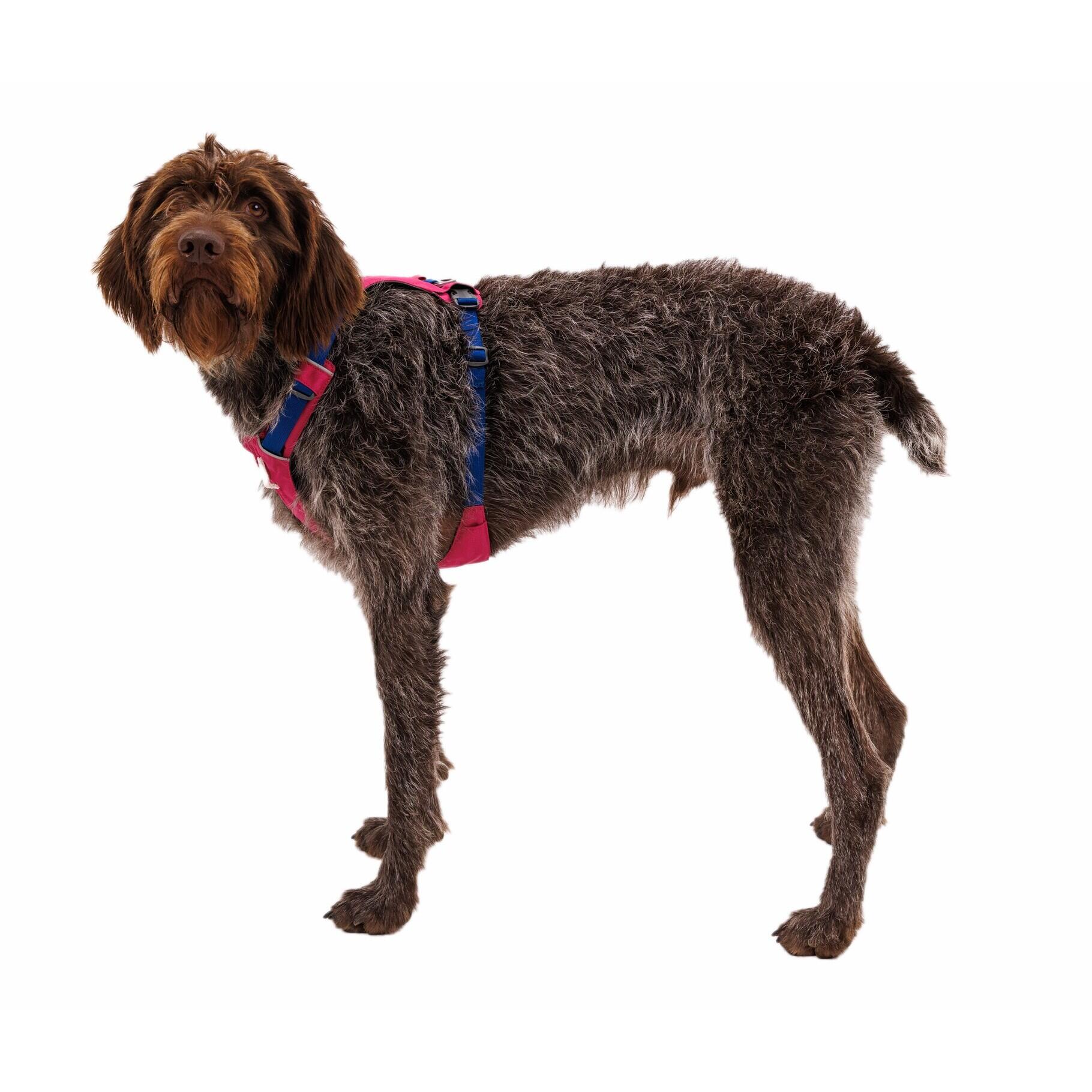 Harnais pour chien Ruffwear Hi & Light L/XL 2/5