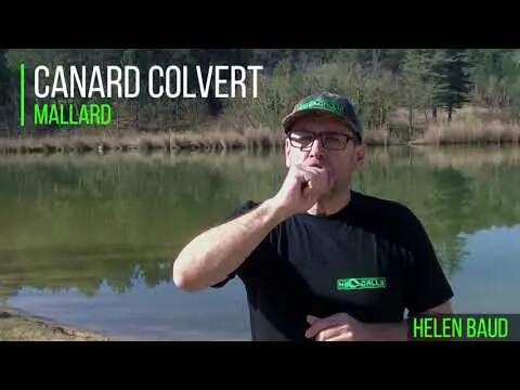 Appeau canard colvert acrylique 4/5