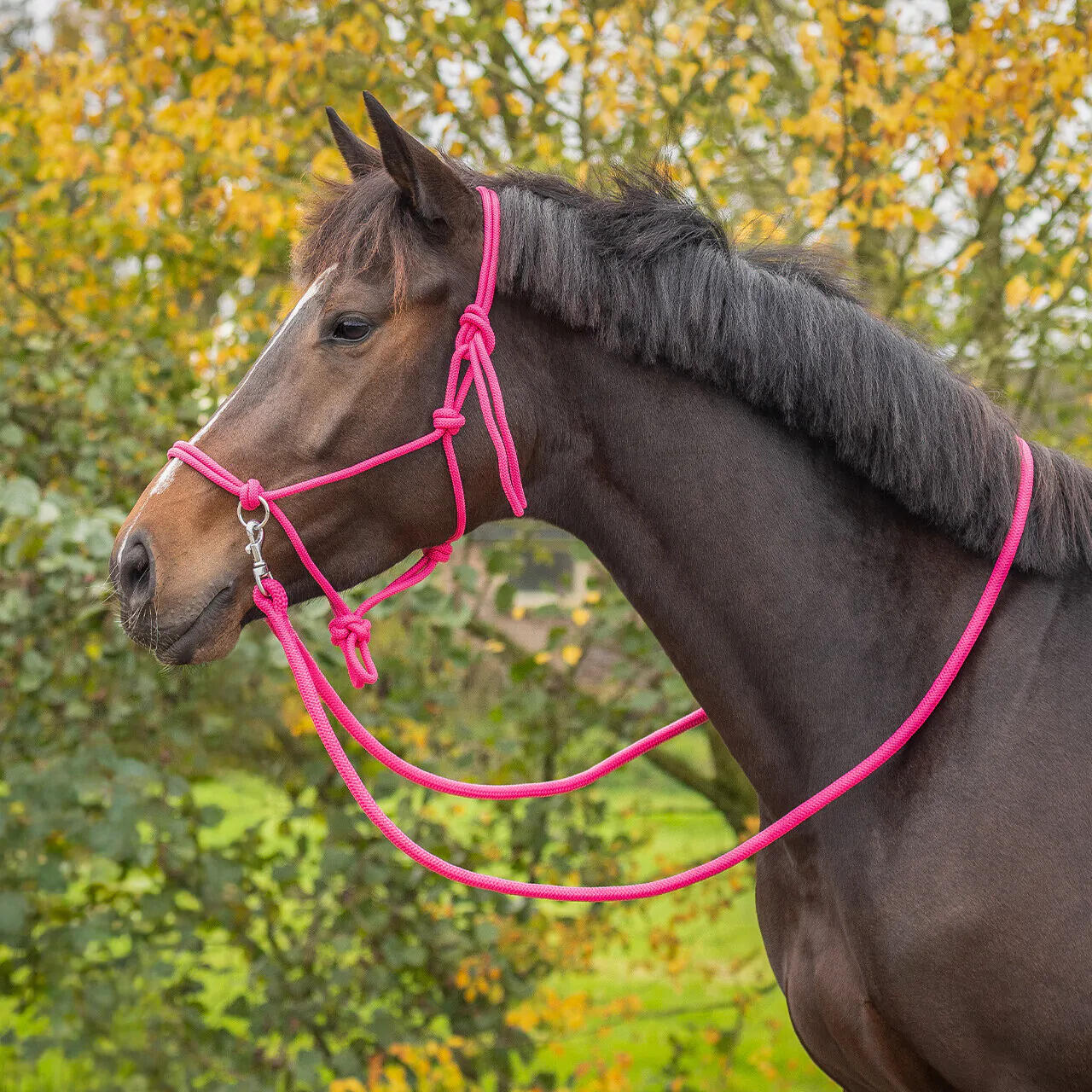 Seilhalfter mit Zügeln Q-essentials Color QHP | Decathlon