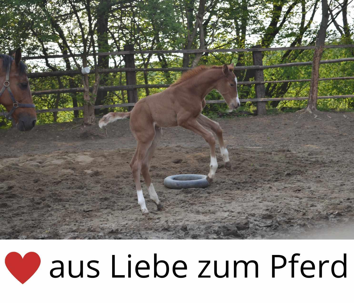 Harry`s Horse Stalldecke für Fohlen 3/4