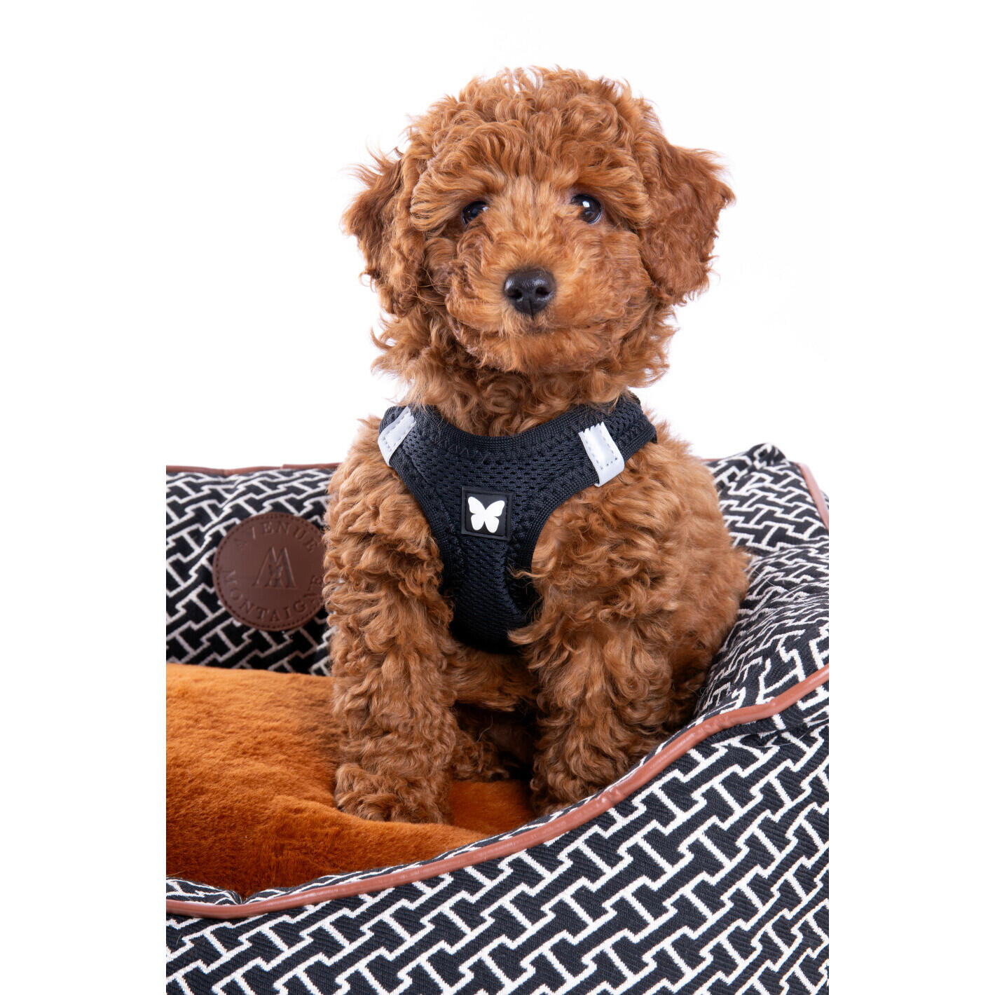 Cesta per cani e gatti Martin Sellier 3/3