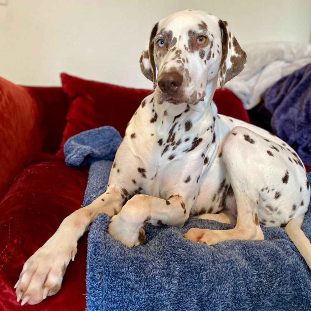 Plaid pour chien polaire doudouzen Martin Sellier 3/3