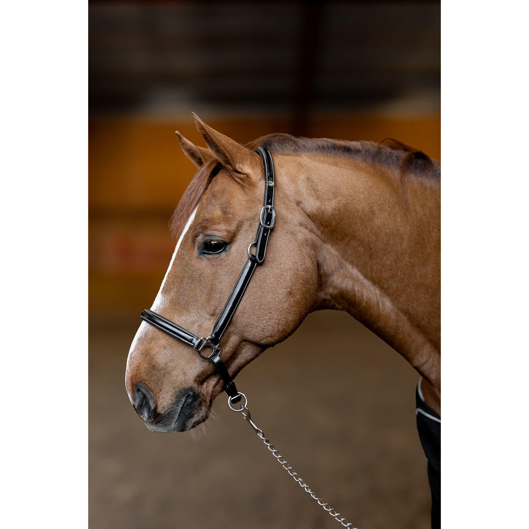 Cabestro de cuero para caballos HFI Little Groom 2/2