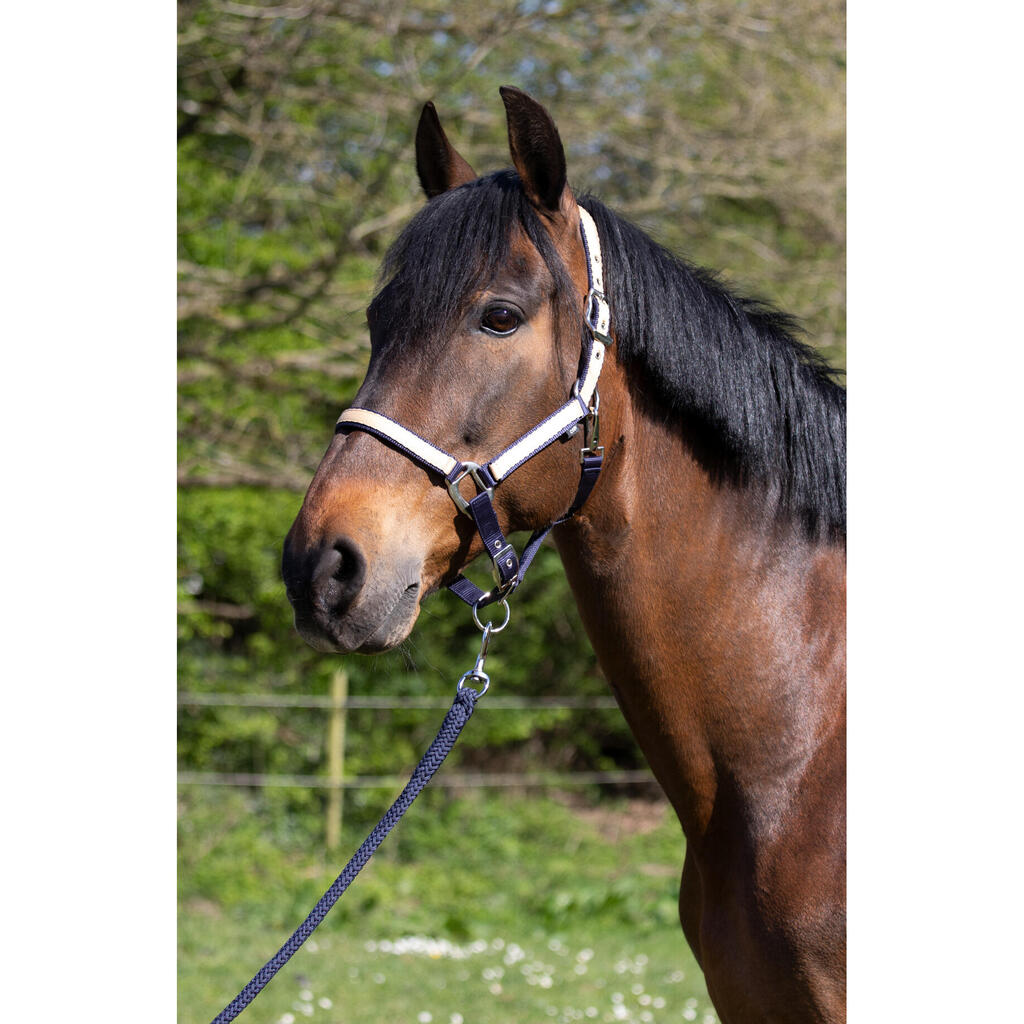 Two-tone nylon horse halter HFI