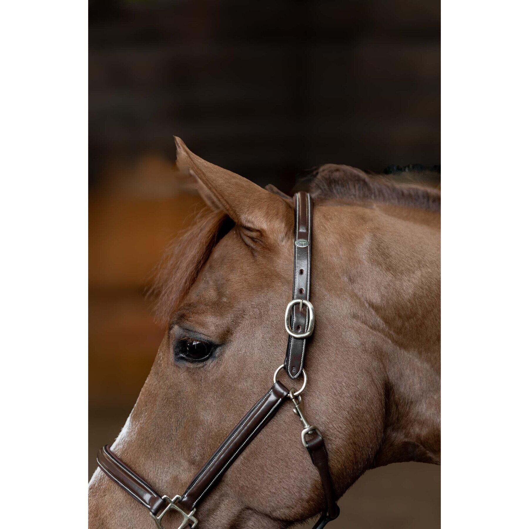 Cabestro de cuero para caballos HFI Little Groom 2/6