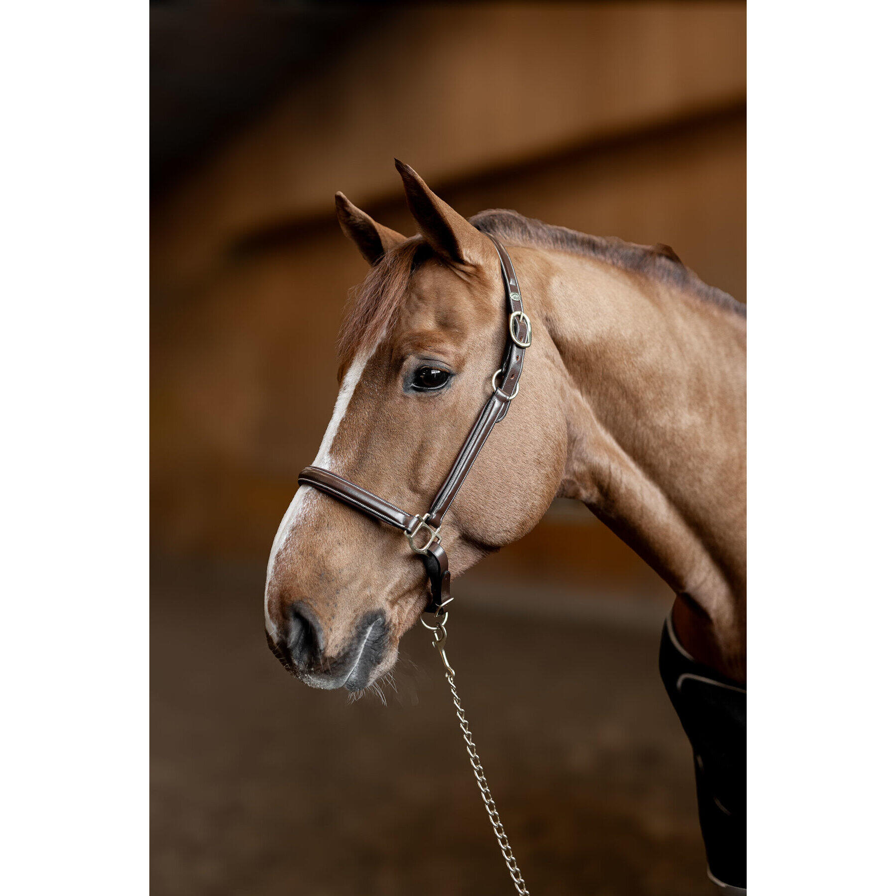 Cabestro de cuero para caballos HFI Little Groom 4/6