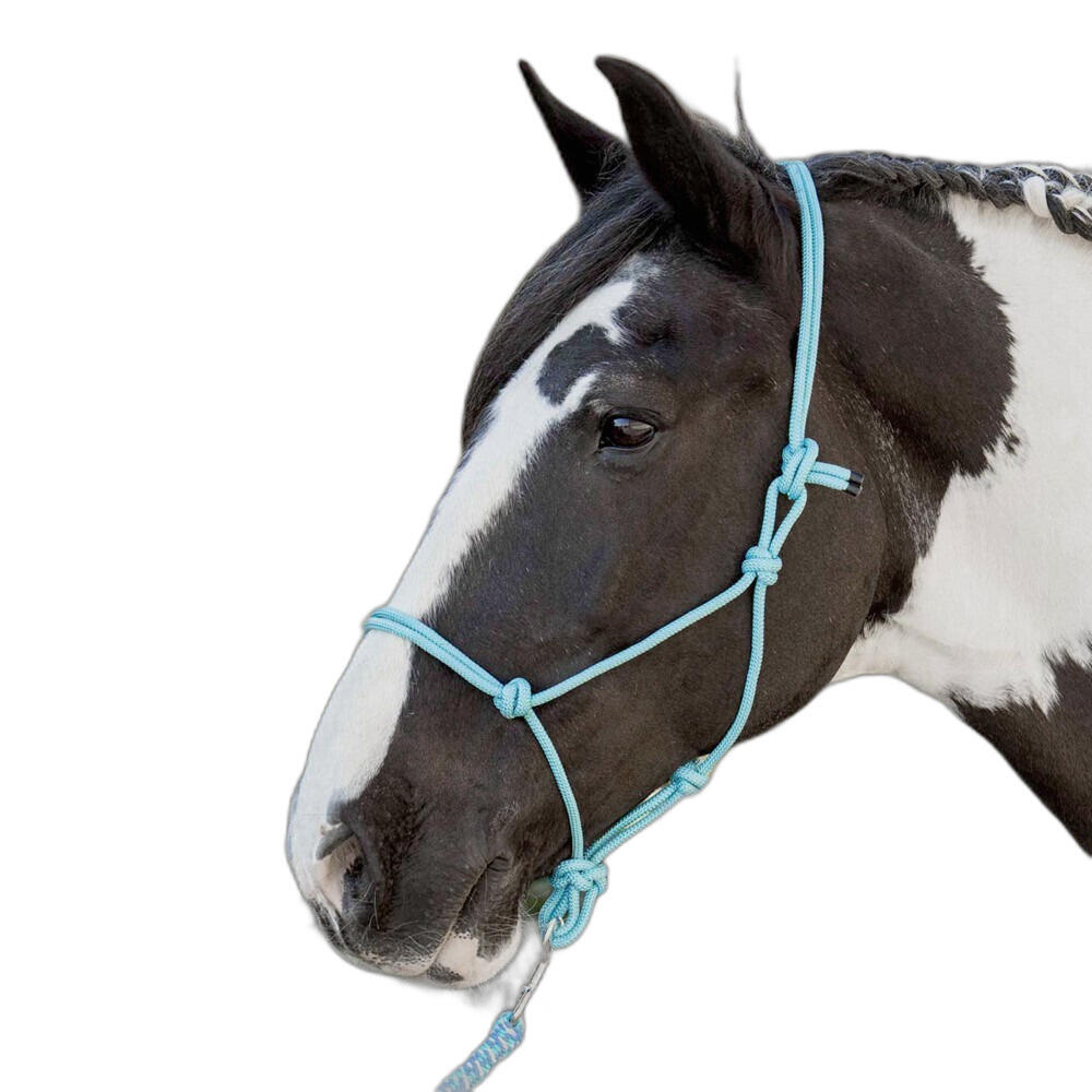 HARRYS HORSE picture