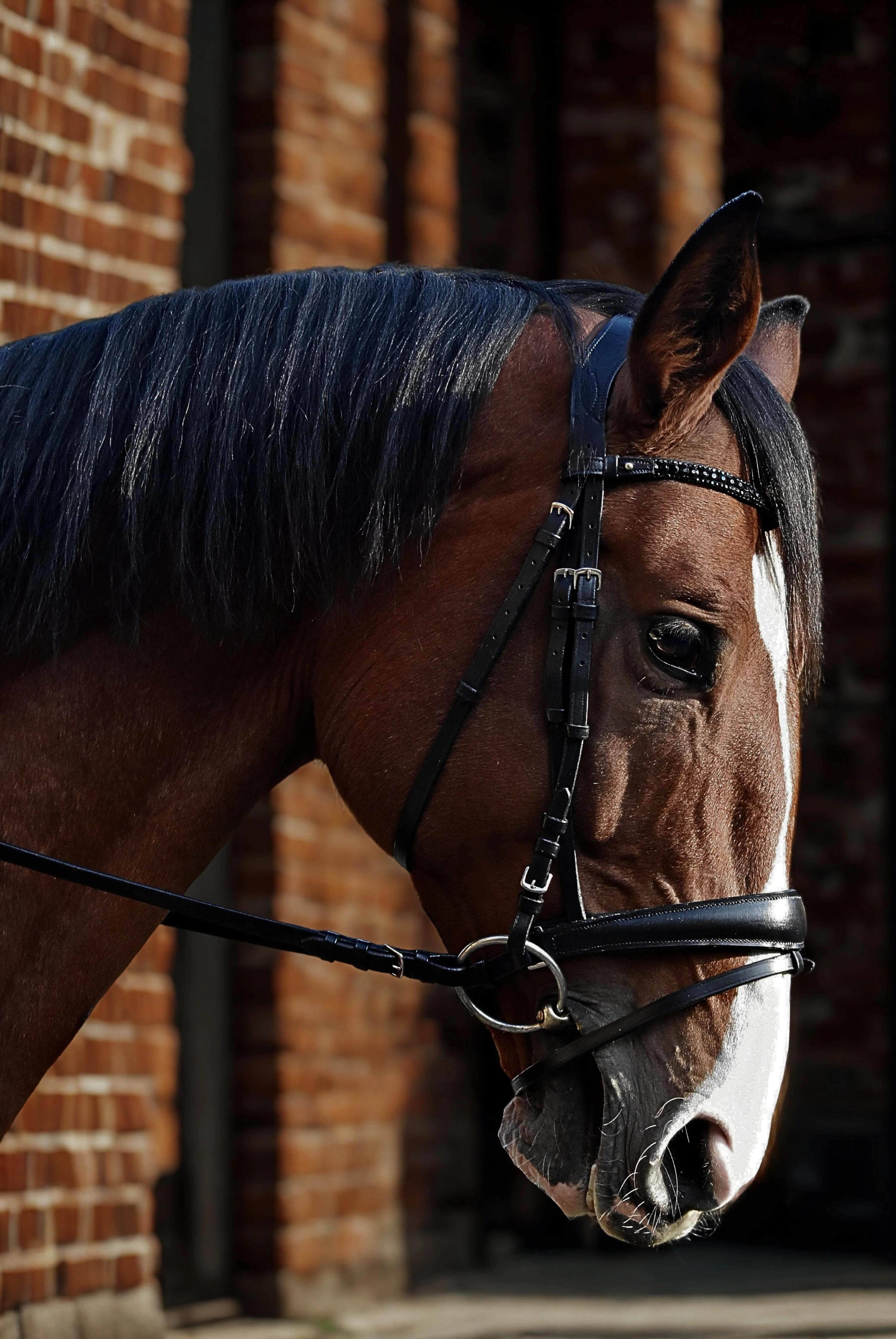 EQUESTRIAN QUEEN Gigantisch leren hoofdstel voor paarden 2/7