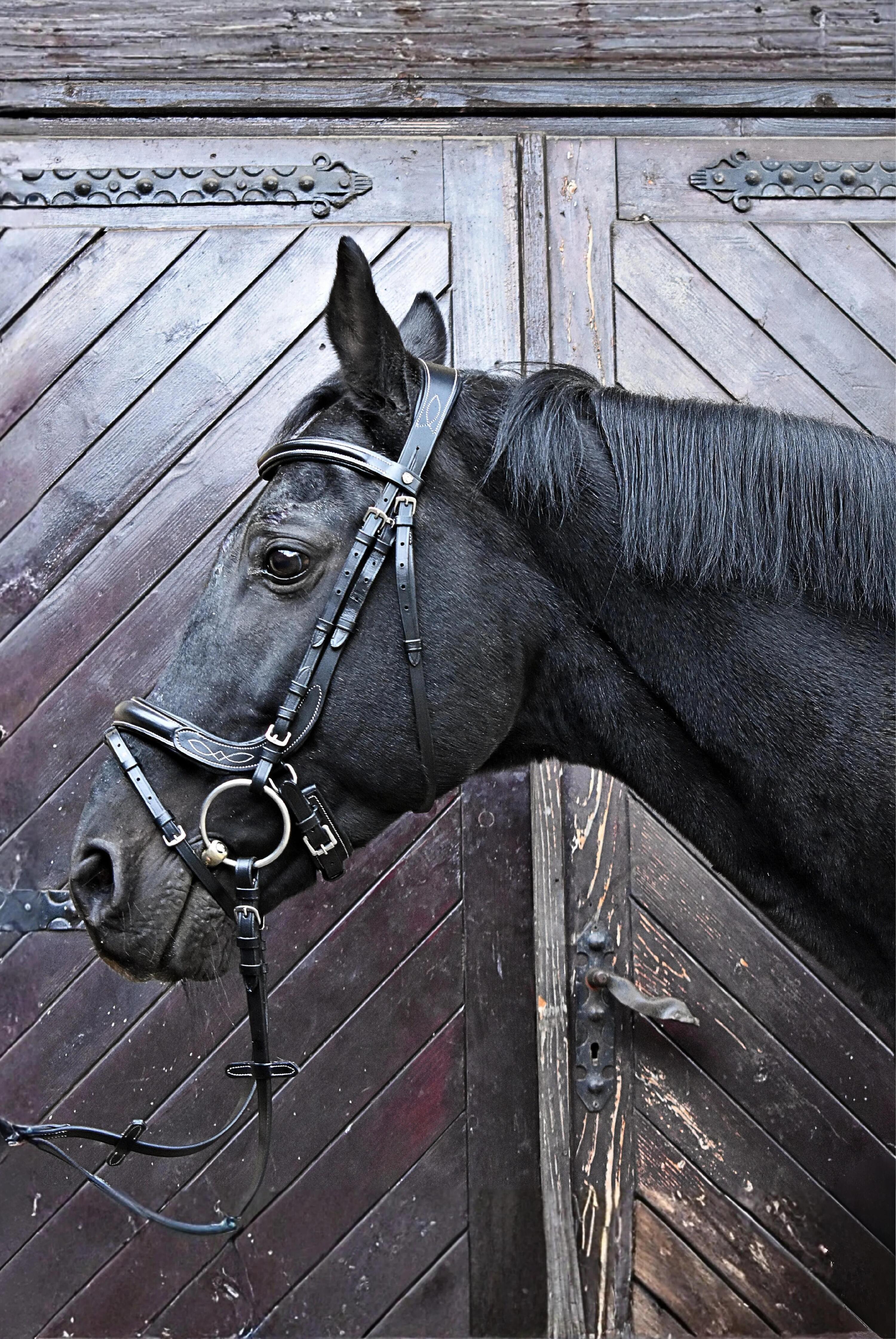 EQUESTRIAN QUEEN Electra briglia anatomica in cuoio per cavalli 2/7