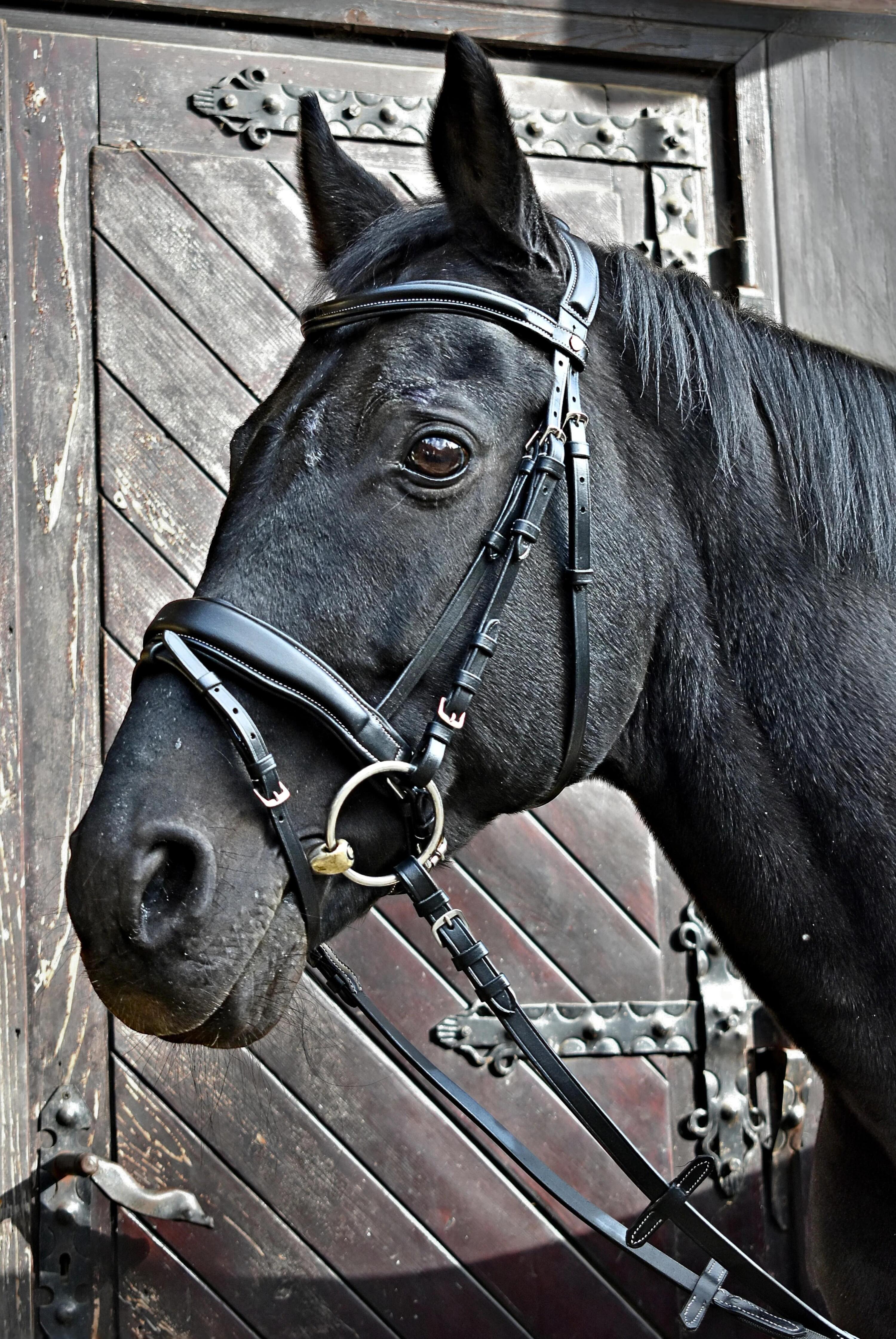 Briglia in cuoio Firebird per cavallo EQUESTRIAN QUEEN 2/7