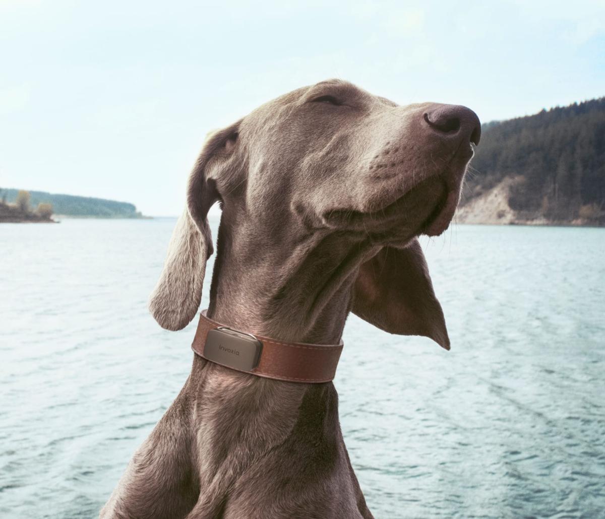 PET TRACKER GPS Traceur de géolocalisation pour animaux 5/7