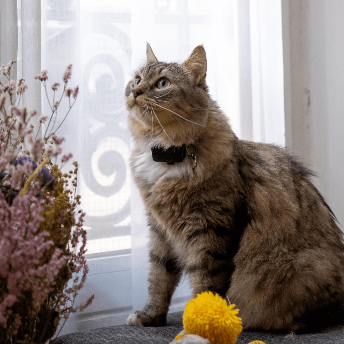 PET TRACKER GPS Traceur de géolocalisation pour animaux 4/7
