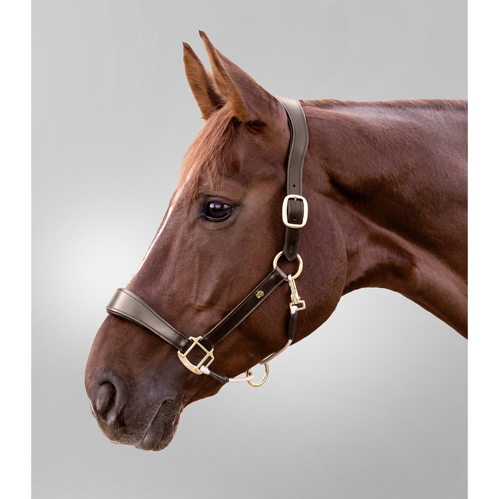 Licol pour cheval en cuir Waldhausen S-Line Royal 2/5