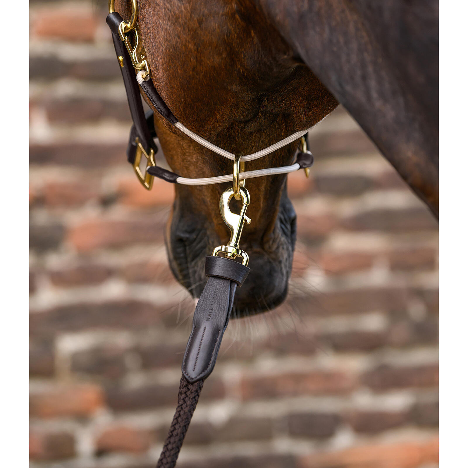 Licol pour cheval en cuir Waldhausen S-Line Royal 4/5