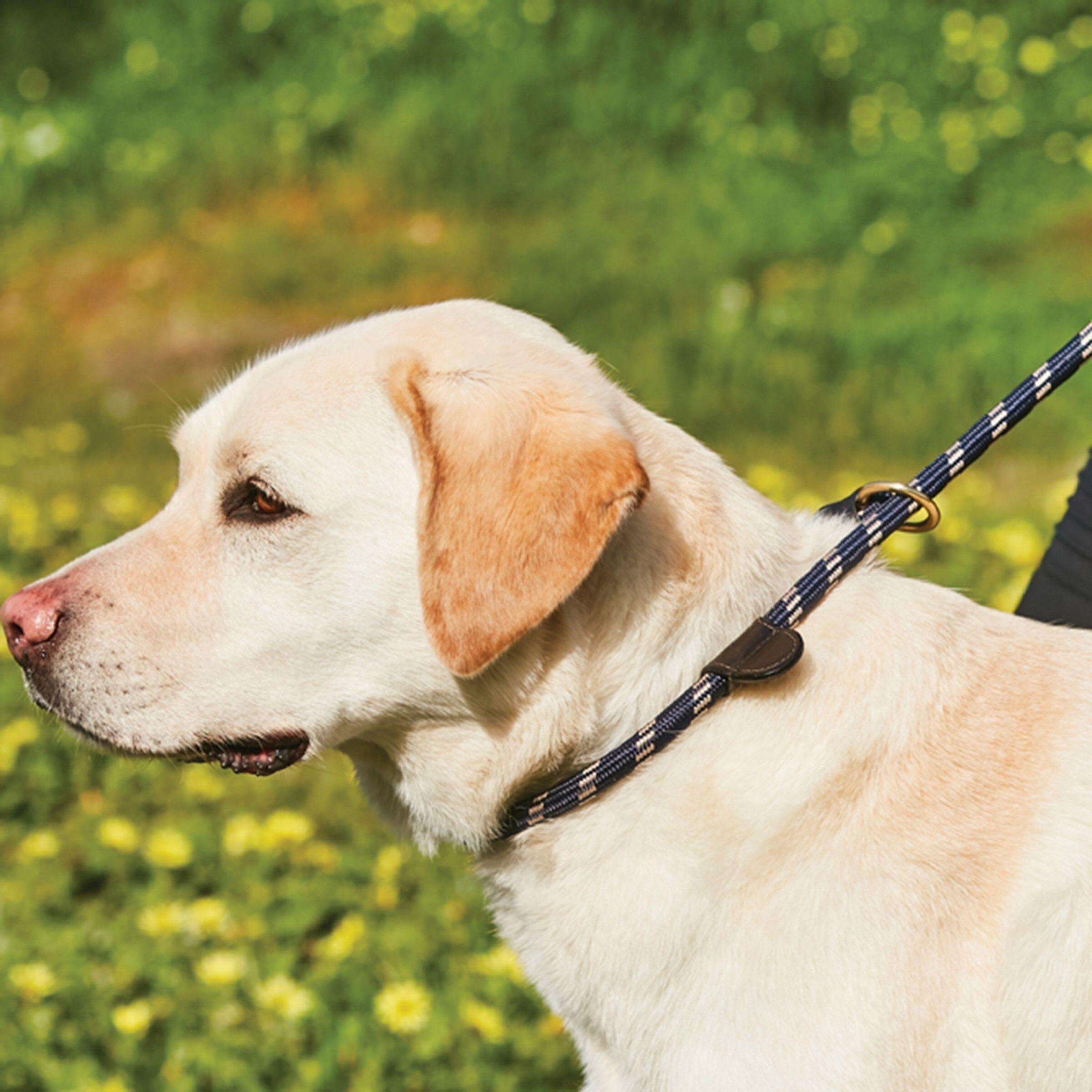 Dog leash ropecuir Weatherbeeta 2/2
