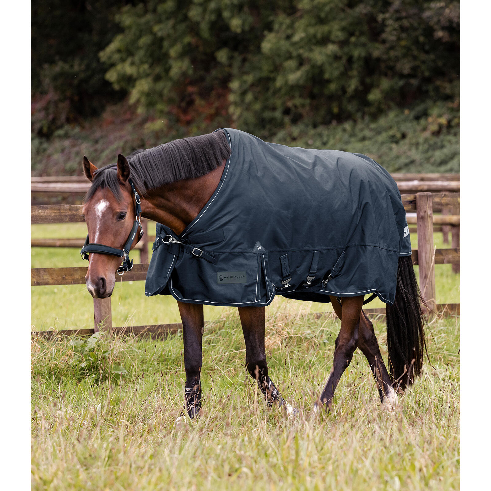 Sábana exterior multi-capa para caballo Waldhausen Scandic 250/100g 3/7
