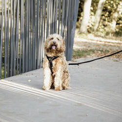 Harnais pour chien actif Kentucky Velvet