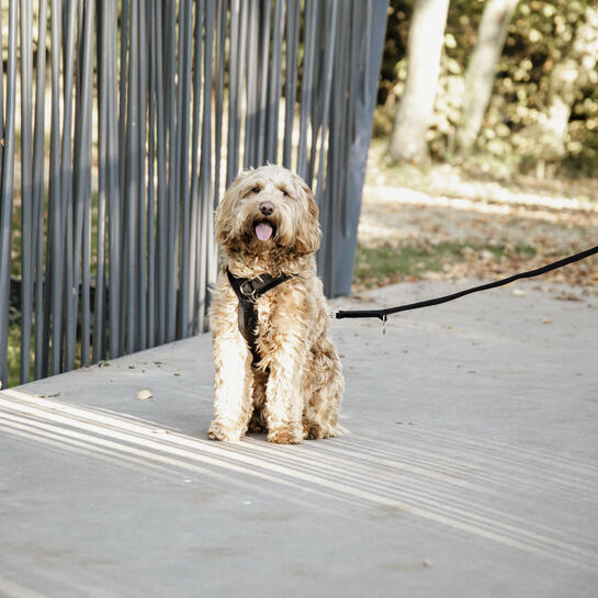 Harnais pour chien actif Kentucky Velvet 3/4